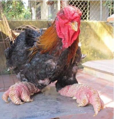 粗腿雞身價(jià)一萬五 越南粗腿雞名叫東濤雞，矩形鳳爪比人手大(圖)